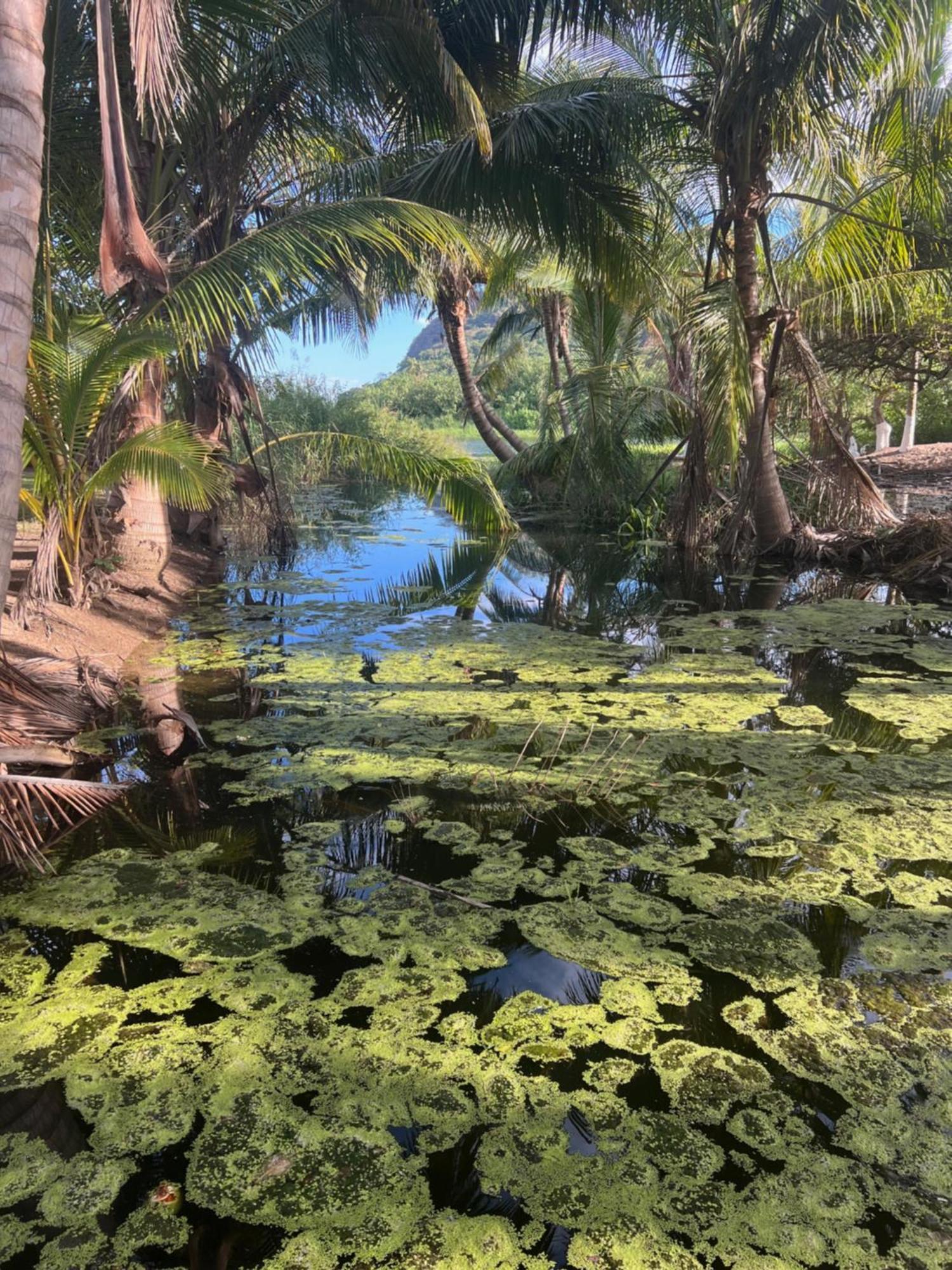 فندق Casa Botanica لو دي ماركوس المظهر الخارجي الصورة